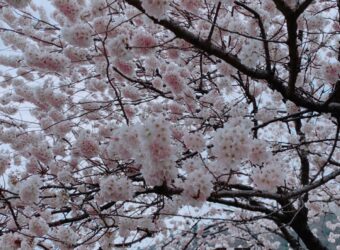桜満開?