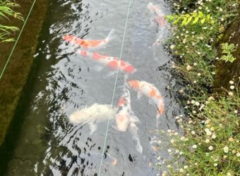 お散歩